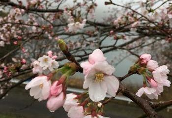 Cafe Deear前の桜
