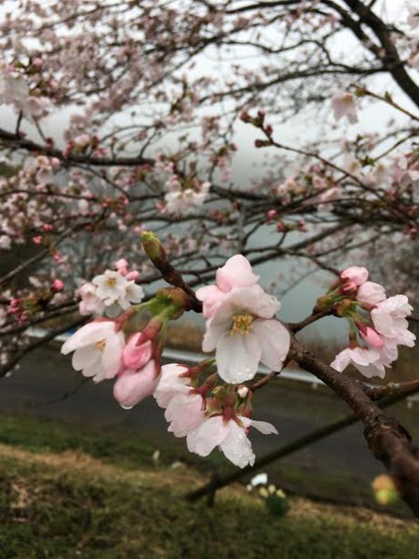 Cafe Deear前の桜のサムネイル